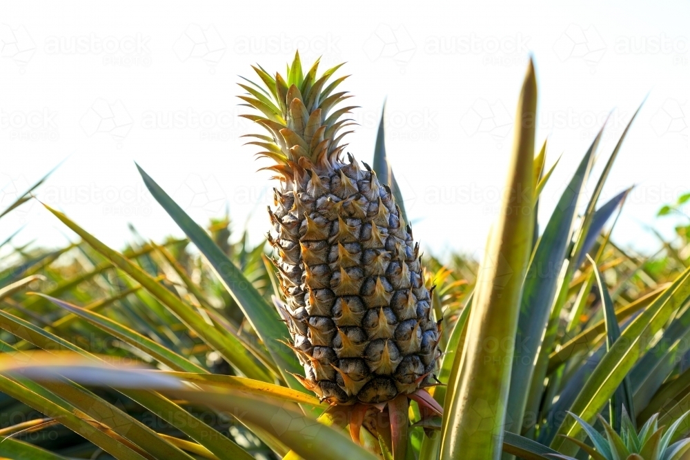 Image of Sweet, juicy pineapples growing on the Sunshine Coast, QLD. Austockphoto
