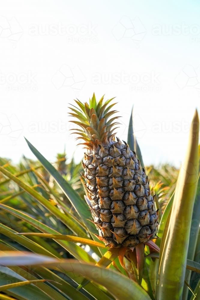 Sweet, juicy pineapples growing on the Sunshine Coast, QLD. - Australian Stock Image