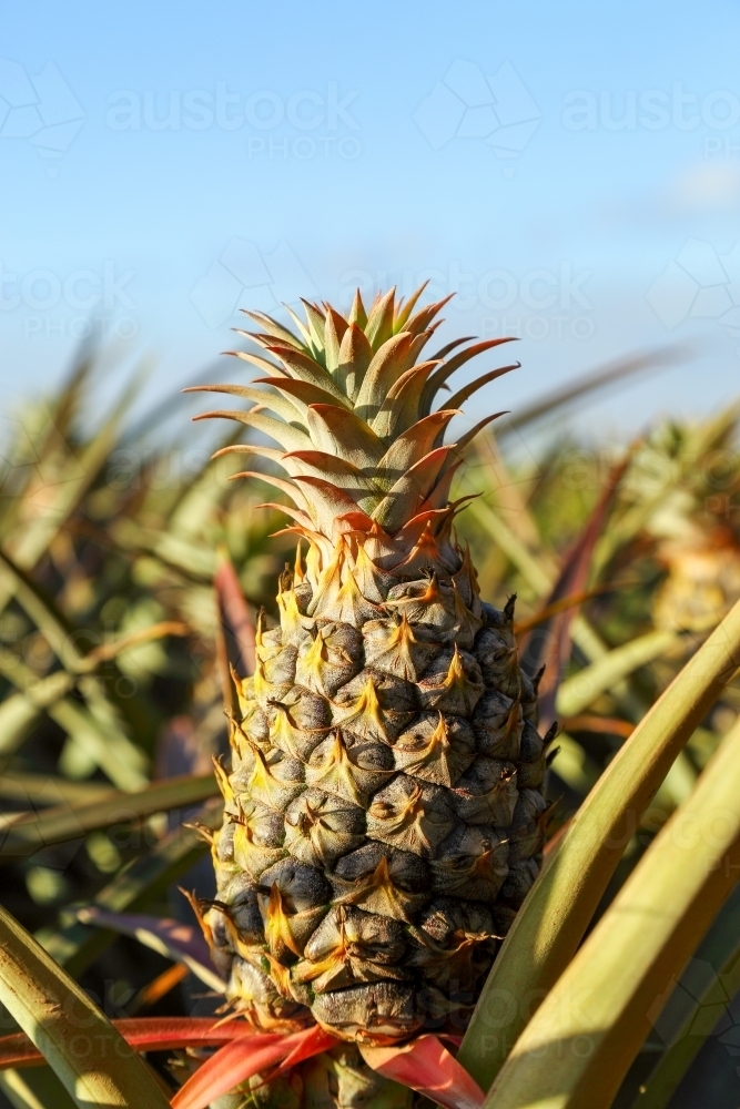 Image of Sweet, juicy pineapples growing on the Sunshine Coast, QLD. Austockphoto