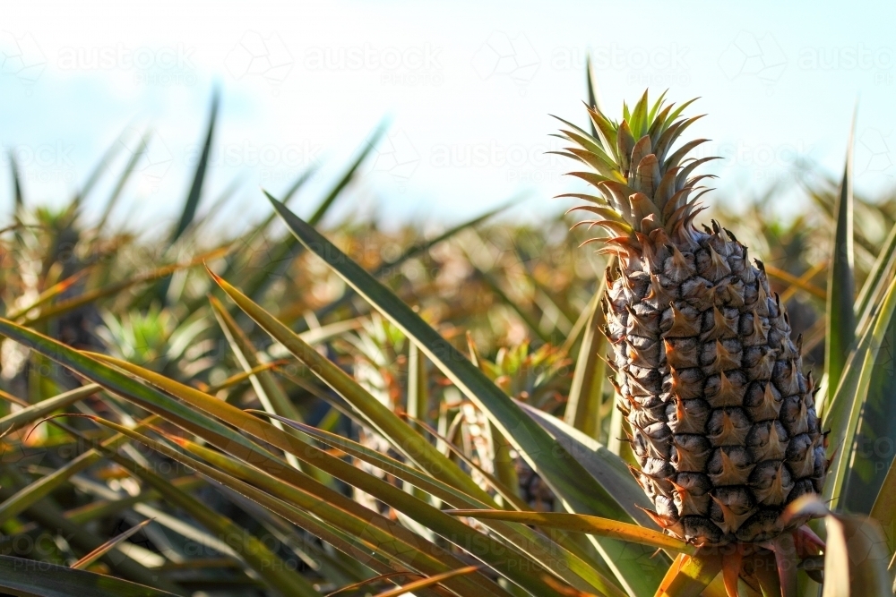 Sweet, juicy pineapples growing on the Sunshine Coast, QLD. - Australian Stock Image