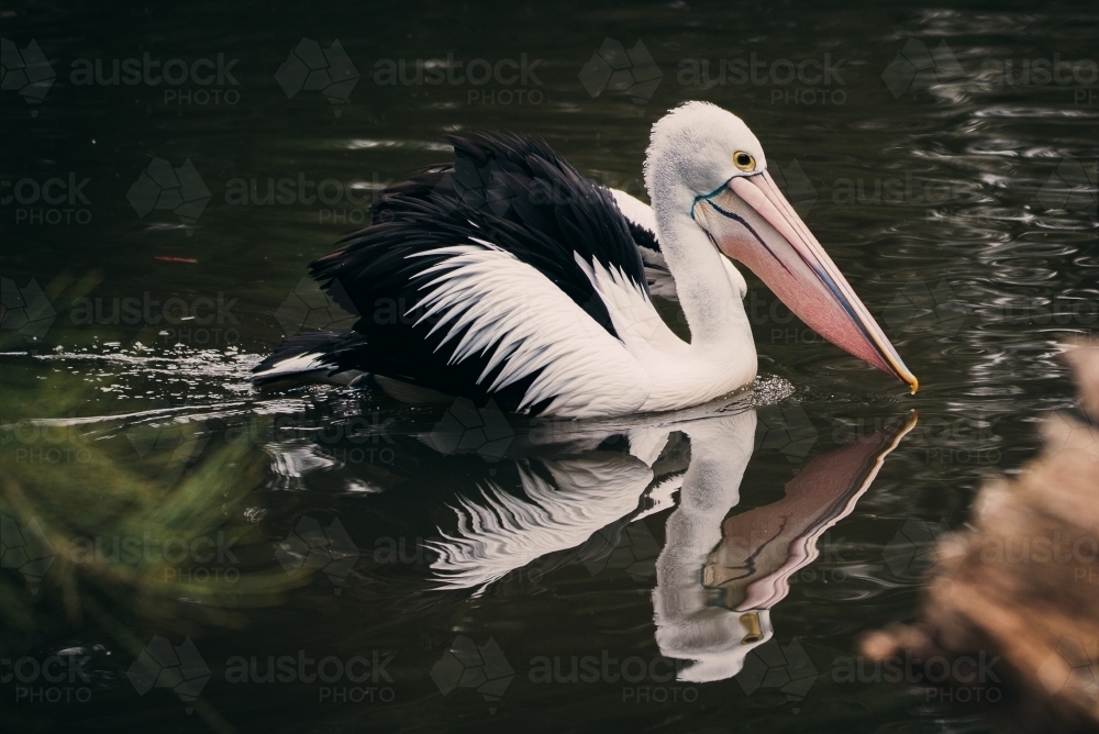Swimming Pelican - Australian Stock Image