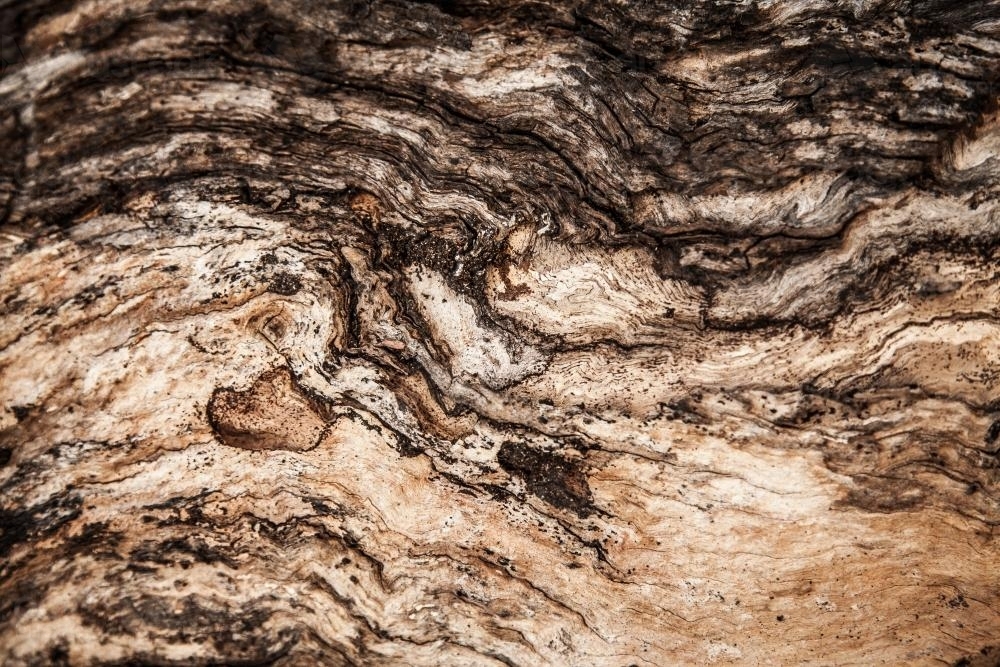 Swirling patterns of textured gum tree wood eaten by termites - Australian Stock Image