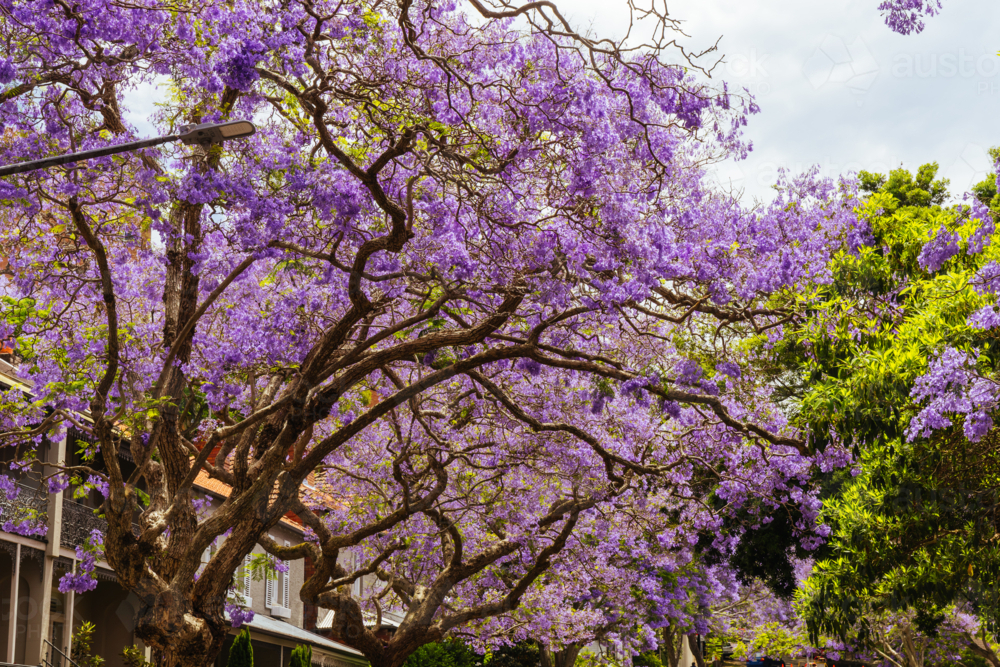 SYDNEY, AUSTRALIA - NOVEMBER 8 2025: Jacaranda tree views along McDougall St in Kirribilli, Sydney - Australian Stock Image