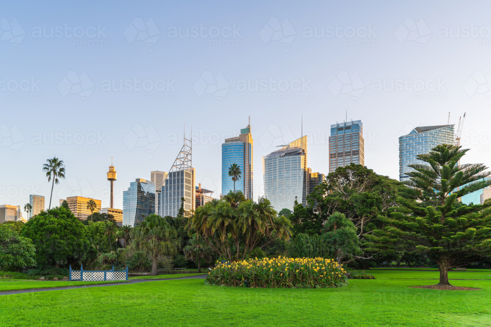 Sydney City skyline at sunset while viewed across Royal Botanic Garden - Australian Stock Image