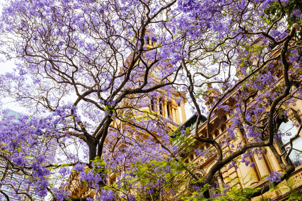 Sydney Town Hall with Jacaranda trees on a clear spring day in Sydney, New South Wales, Australia - Australian Stock Image
