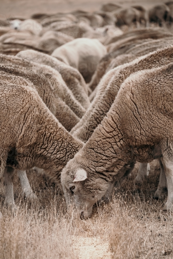 Image of Symmetry of sheep eating grain. Austockphoto
