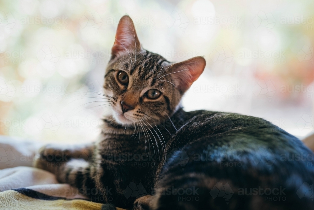 Tabby cat by the window - Australian Stock Image