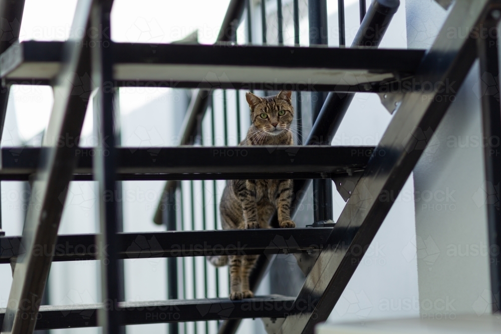 Tabby cat climbing staircase - Australian Stock Image