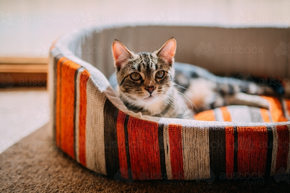 Tabby cat in a striped bed - Australian Stock Image