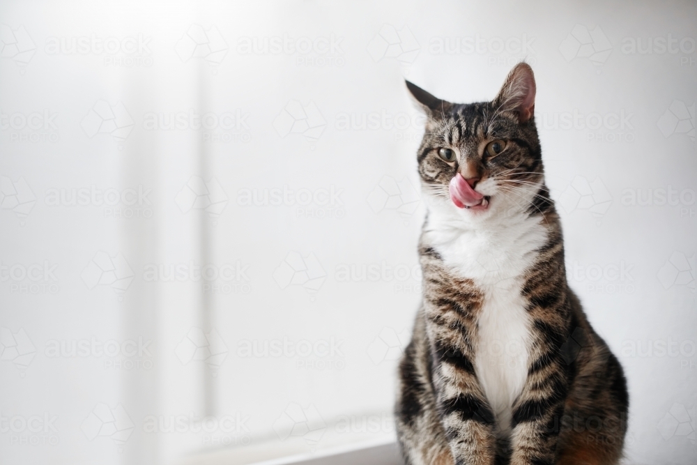Tabby cat looking whilst licking its whiskers - Australian Stock Image