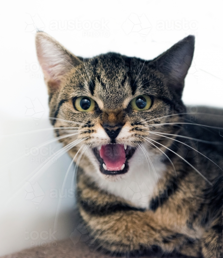 Tabby cat with green eyes hissing - Australian Stock Image