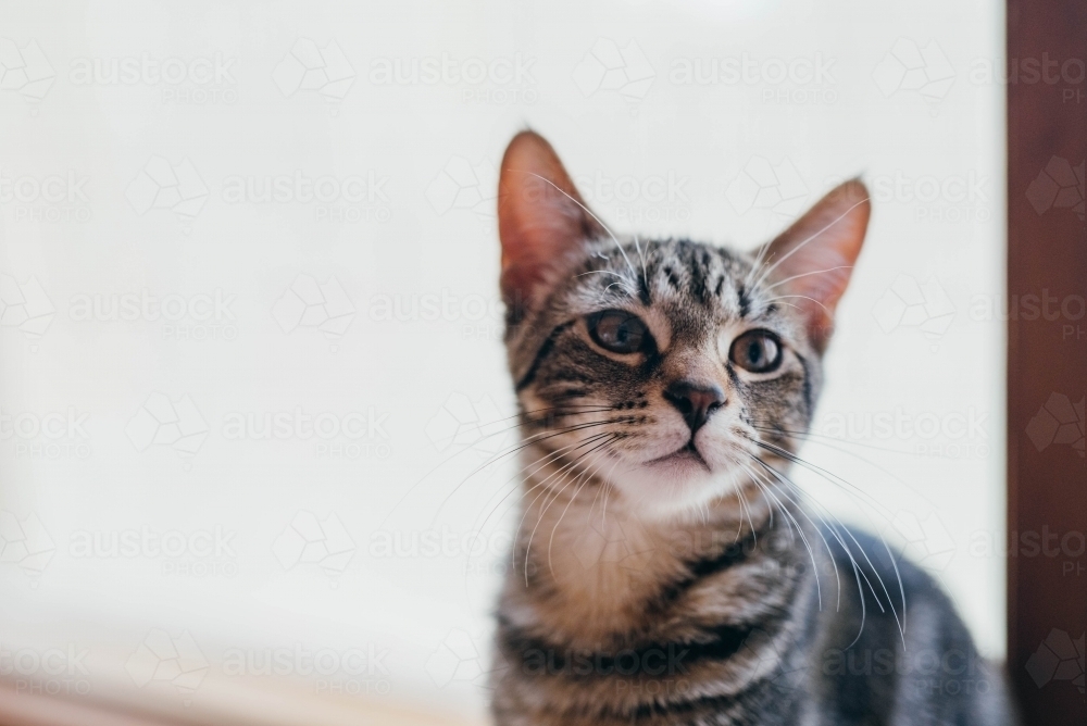 Tabby kitten by the window - Australian Stock Image