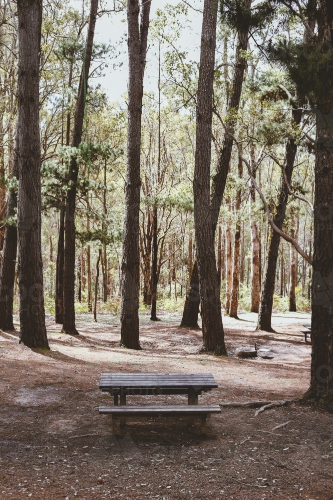 Table in a forest of huge trees - Australian Stock Image