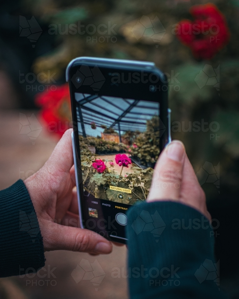 Taking Photos of Flowers on a Phone - Australian Stock Image