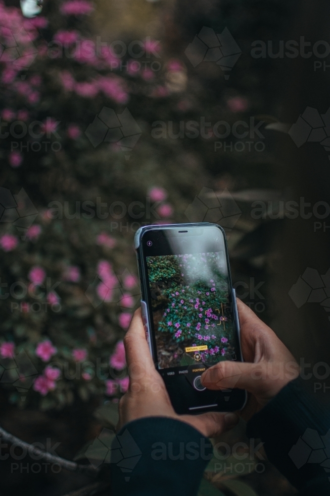 Taking Photos of Flowers on a Phone - Australian Stock Image