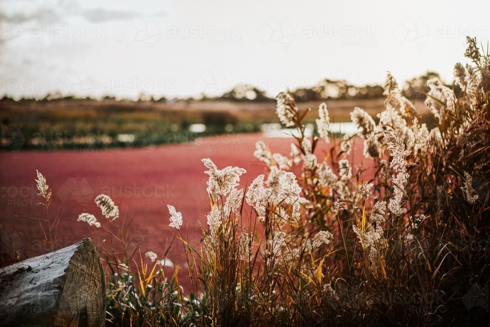 tall grass and lake with red moss - Australian Stock Image