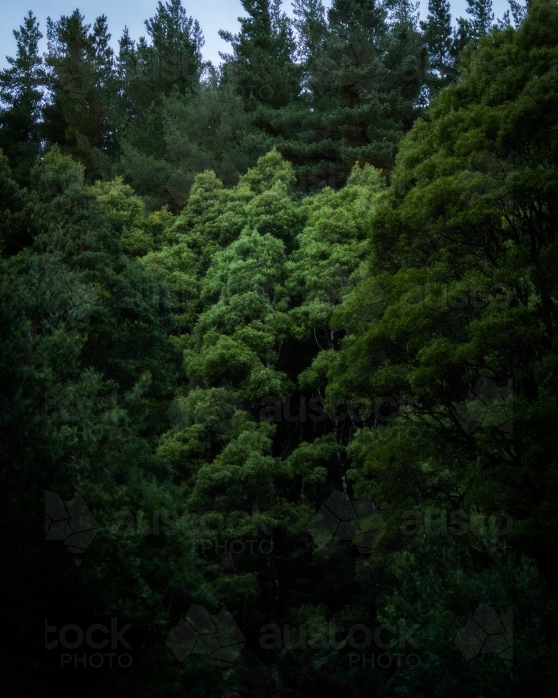 Tall Green Pine Trees filling the frame - Australian Stock Image