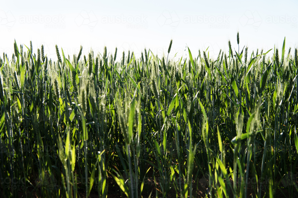 Tall green wheat stalks under a clear bright sky - Australian Stock Image
