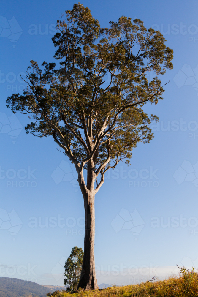 Tall gum tree on ridgeline against soft blue sky - Australian Stock Image