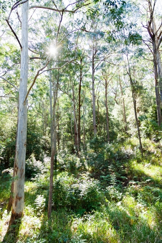 Tall gum trees in forest with sun shining through branches - Australian Stock Image
