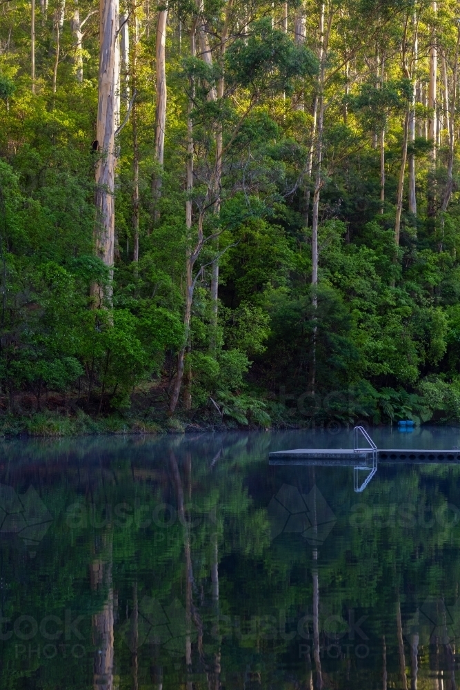 tall karri trees reflected in Pemberton Pool - Australian Stock Image