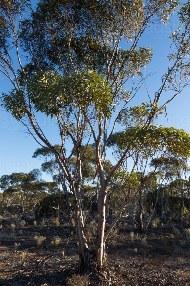 Tall mallee tree in woodland : Austockphoto Tall mallee tree in woodland - Australian Stock Image