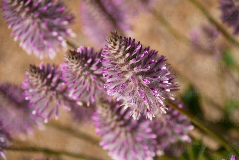 Tall Mulla Mulla Flowers - Australian Stock Image
