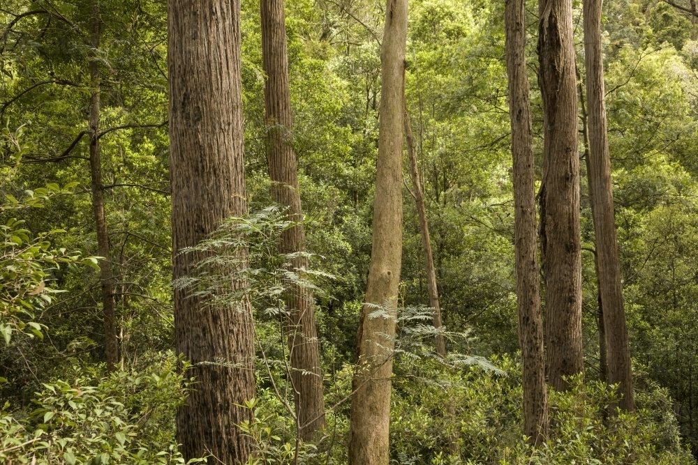 Tall, native forest scene with straight, vertical tree trunks and green undergrowth - Australian Stock Image