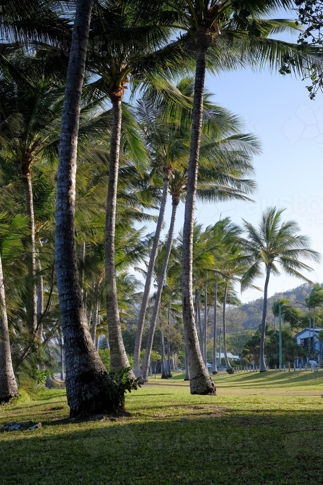 Tall palm trees by the beach - Australian Stock Image