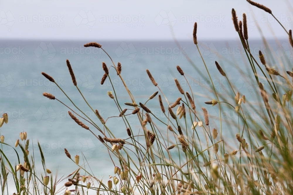 Tall seed heads with ocean backdrop - Australian Stock Image