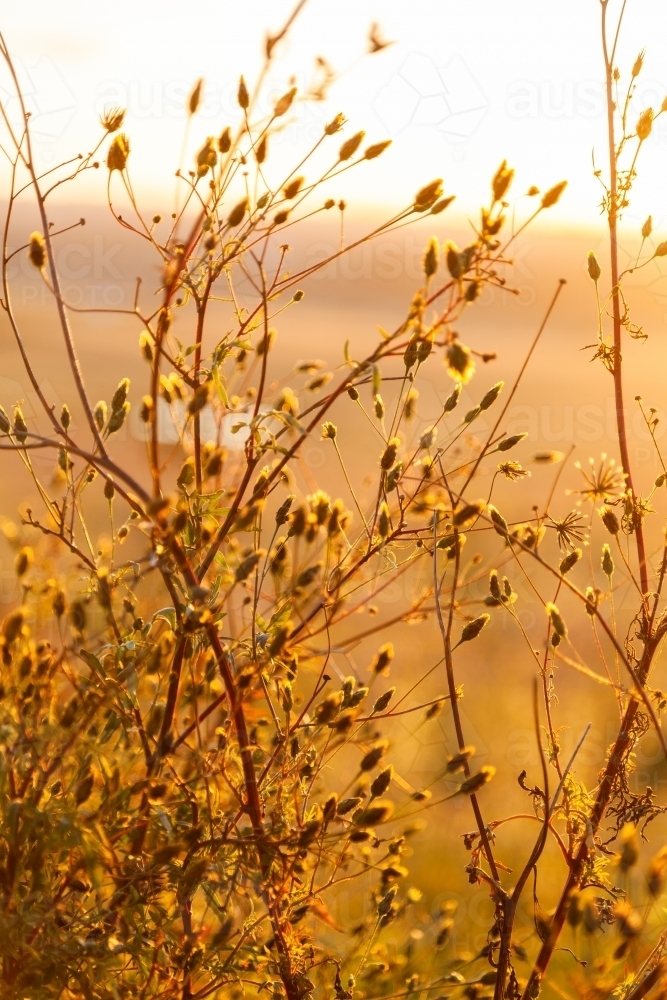 Tall sticky beak weeds in golden light also called cobbler's pegs and farmers friends - Australian Stock Image