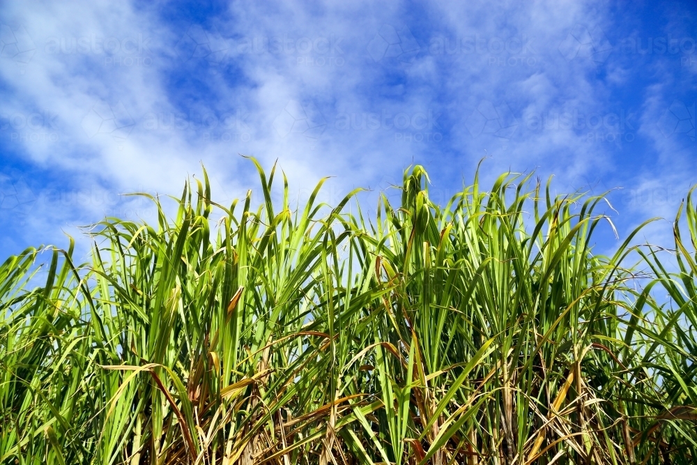 Tall sugarcane plants growing on a farm. - Australian Stock Image