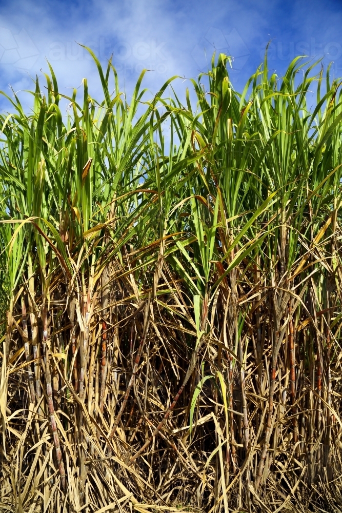 Tall sugarcane plants growing on a farm. - Australian Stock Image