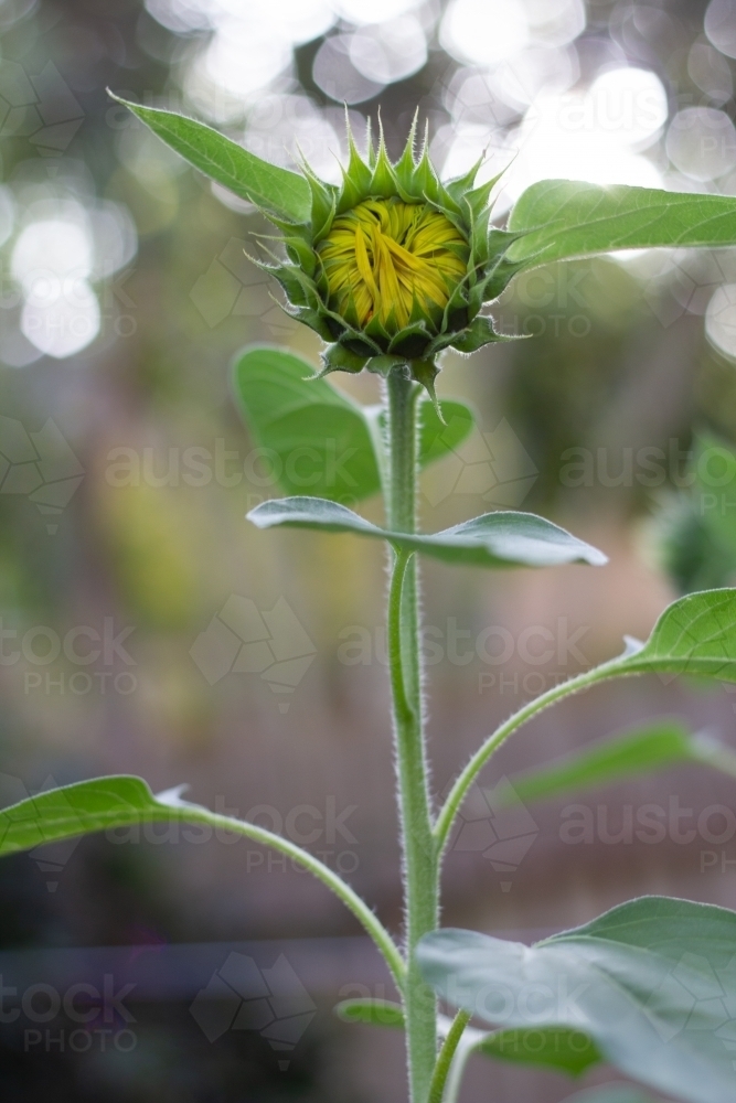 tall sunflower blooming - Australian Stock Image