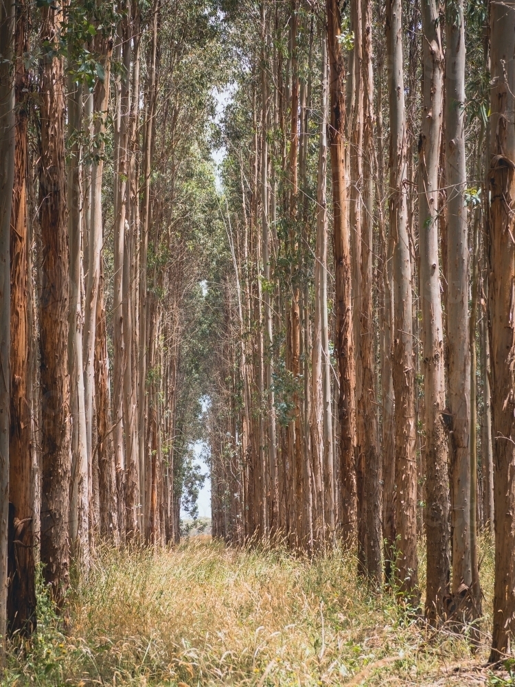 Tall thin blue gum trees growing in the plantation - Australian Stock Image