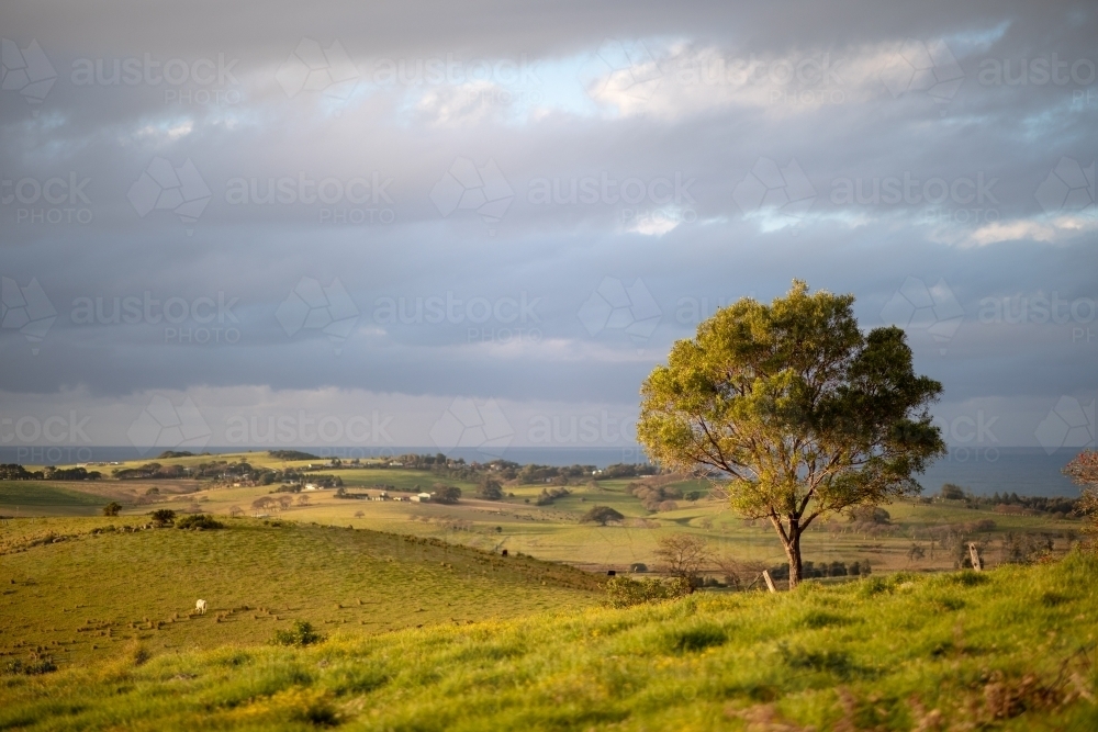 Tall Tree on Green Farmlands Overlooking Ocean - Australian Stock Image