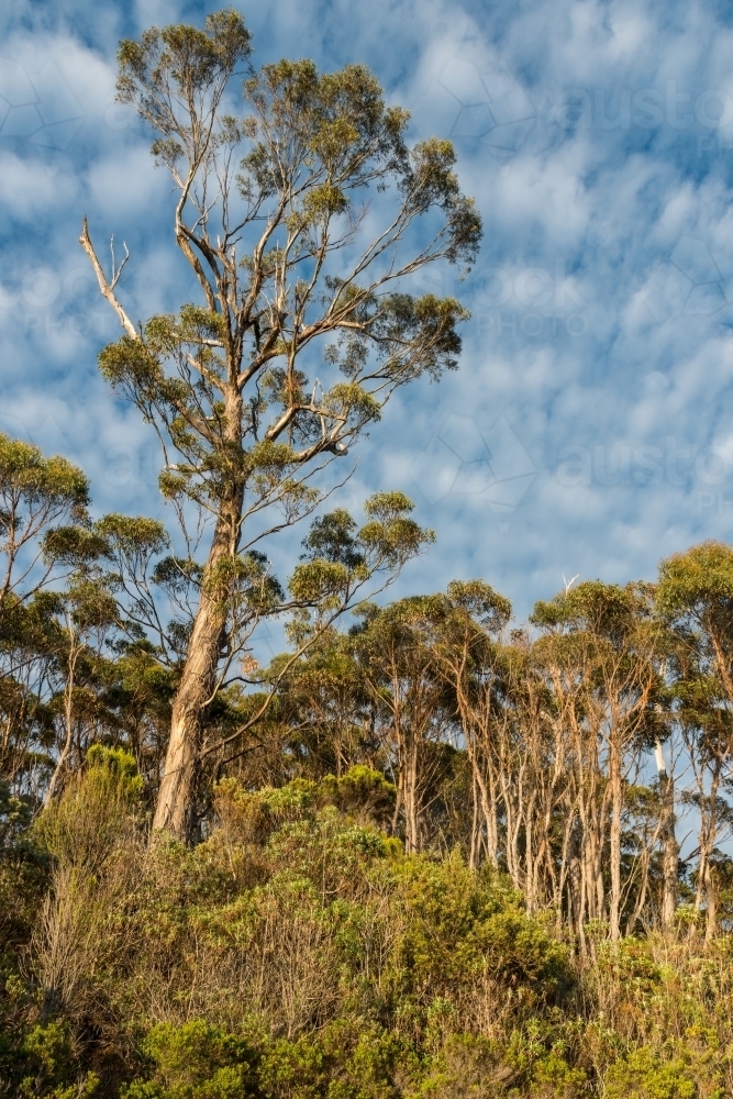 tall wild gum trees - Australian Stock Image