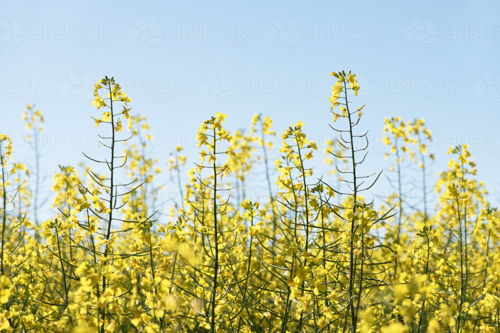 Tall yellow canola flowers reaching toward a clear sky - Australian Stock Image