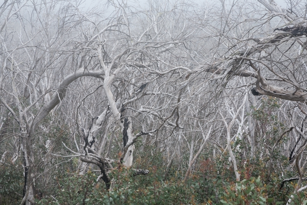 Tangle of dead tree branches (snow gums) - Australian Stock Image