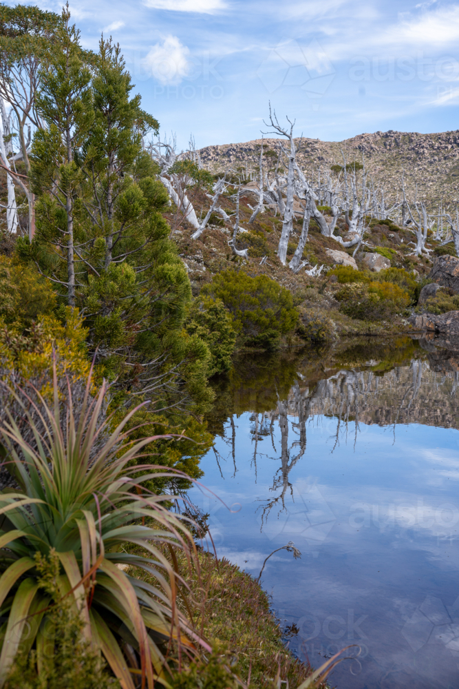 Tarn shelf, Tasmania - Australian Stock Image
