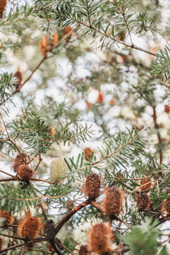 Tasmanian banksia with shall depth of field - Australian Stock Image