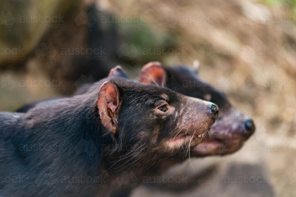 Tasmanian Devil - Australian Stock Image