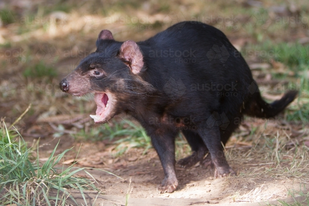 Tasmanian Devil - Australian Stock Image