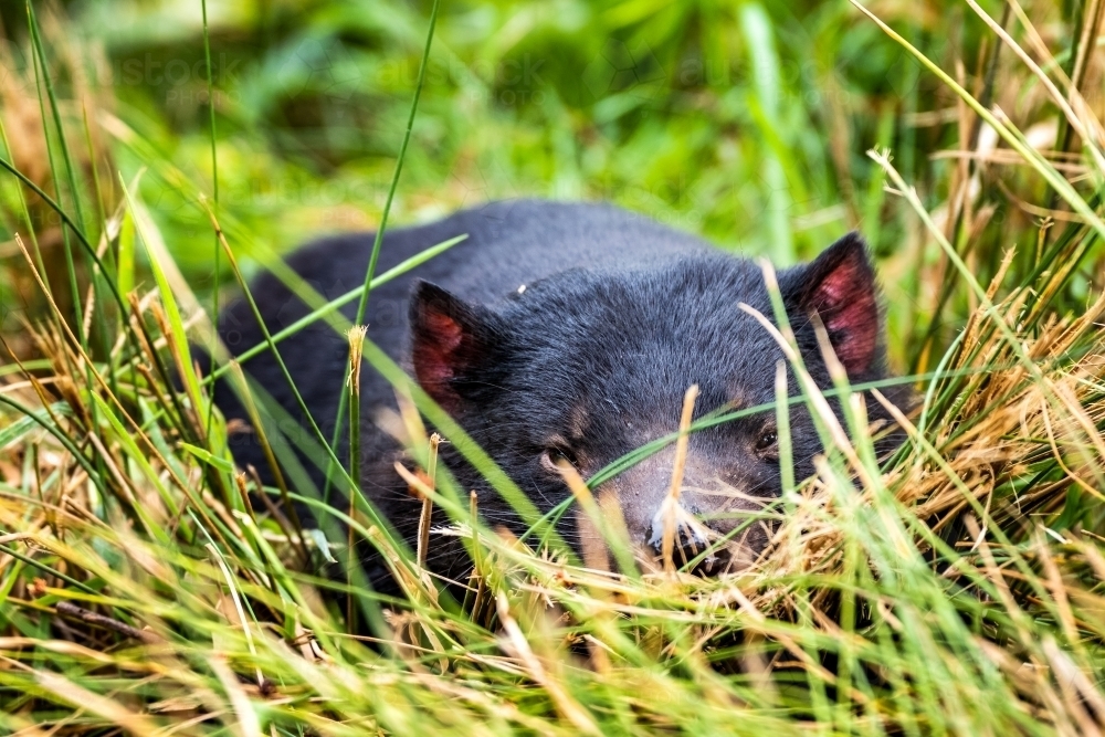 Tasmanian devil in long grass - Australian Stock Image