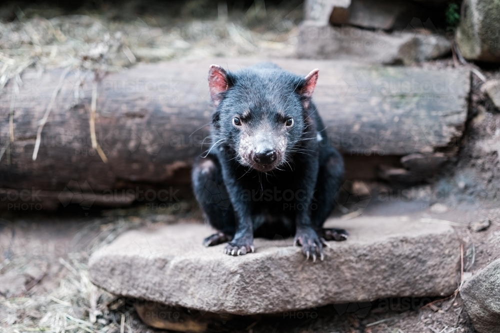 Tasmanian Devil looking at camera - Australian Stock Image