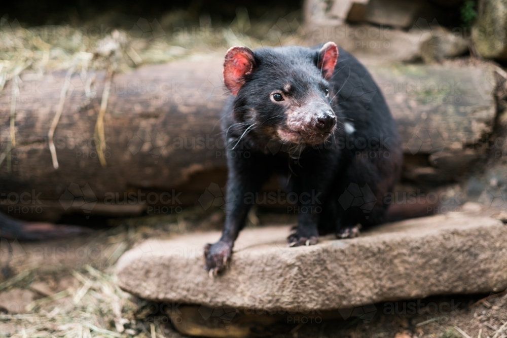 Tasmanian Devil on a Rock - Australian Stock Image