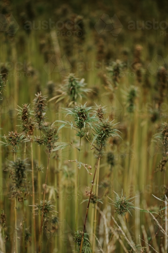 Tasmanian grown Hemp - Australian Stock Image