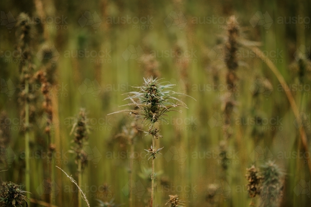 Tasmanian grown Hemp - Australian Stock Image