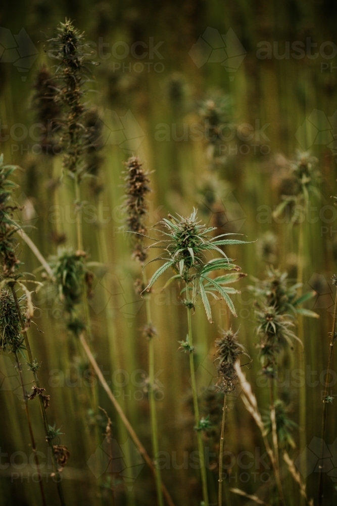 Tasmanian grown Hemp - Australian Stock Image