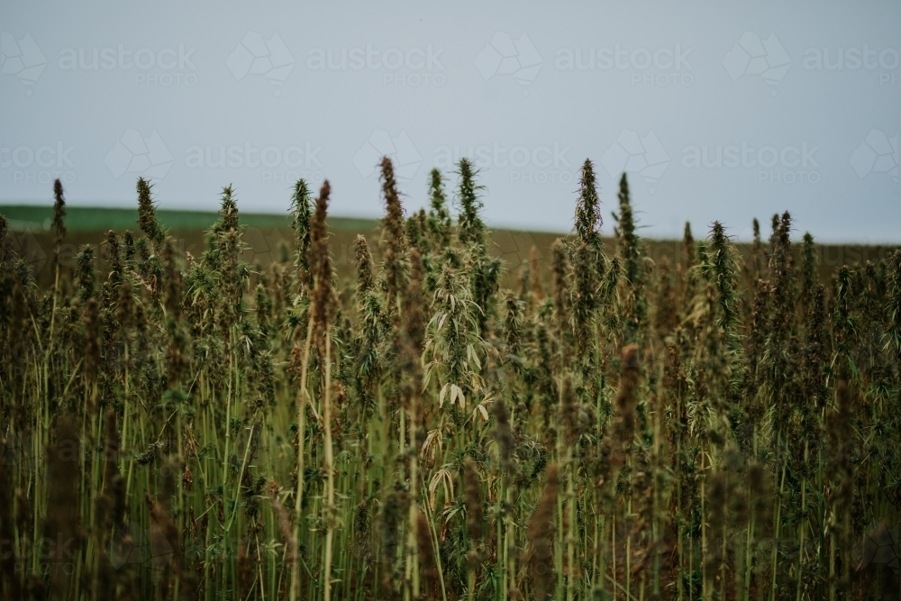 Tasmanian grown Hemp - Australian Stock Image
